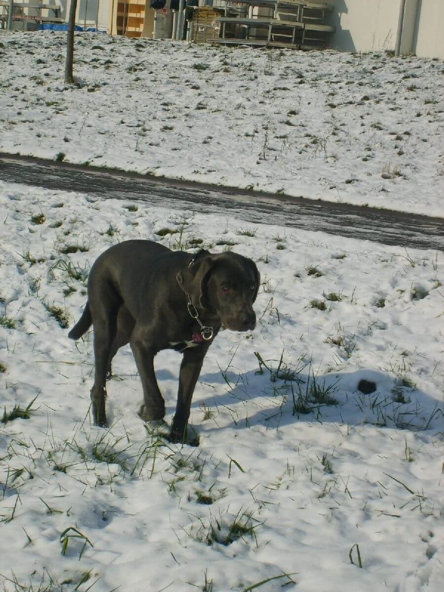 Shiva auf Wanderschaft